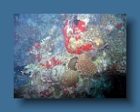 Helengeli 243